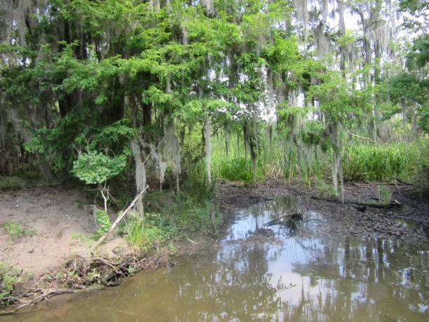 istock Mississippi Swamp 1142206969
