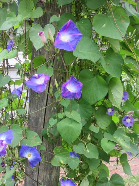 istock Purple-blue Morning Glories 1142207320