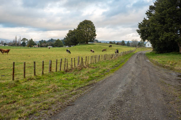istock The way forward,New Zealand 1142207730