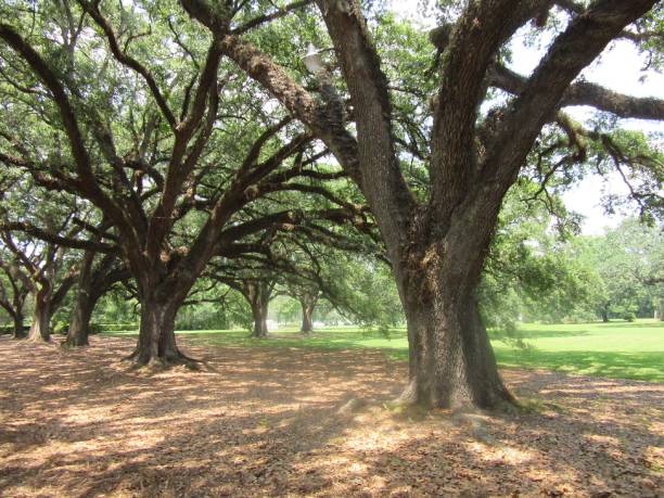 Row of Large Oak Trees stock photo