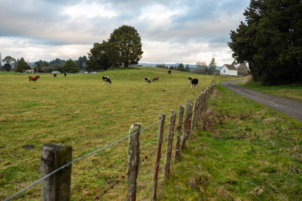 istock Pasture,New Zealand 1142207794