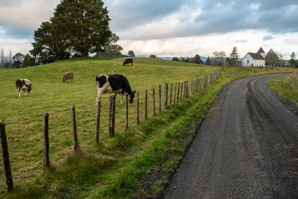 istock The way forward,New Zealand 1142207822