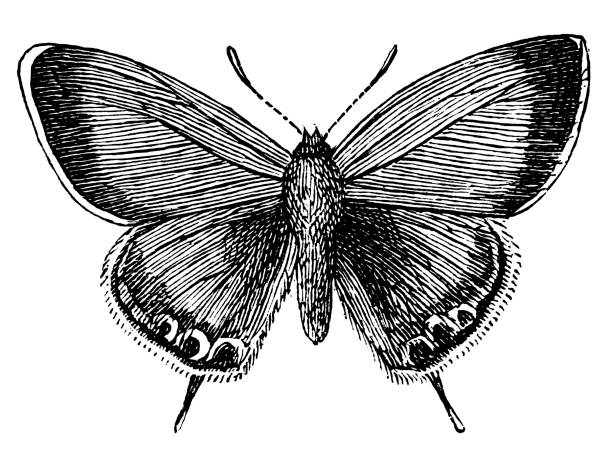 Lycaena ottomana butterfly Illustration of a Lycaena ottomana butterfly silver washed fritillary butterfly stock illustrations