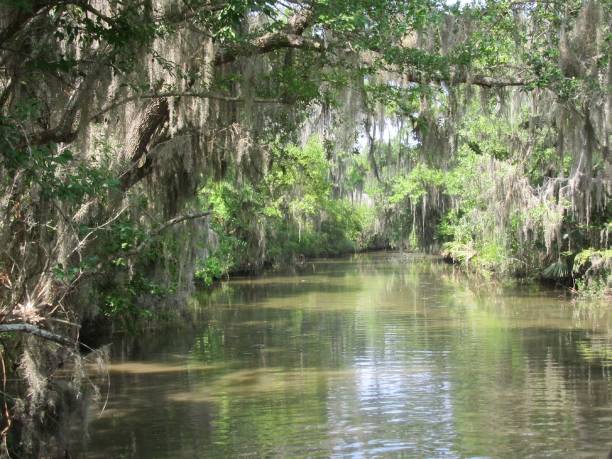 Spanish Moss dripping off trees in swamp stock photo