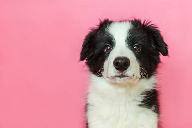 Funny studio portrait of cute smilling puppy dog border collie on pink pastel background Funny studio portrait of cute smilling puppy dog border collie isolated on pink pastel background. New lovely member of family little dog gazing and waiting for reward. Pet care and animals concept border collie puppies stock pictures, royalty-free photos & images