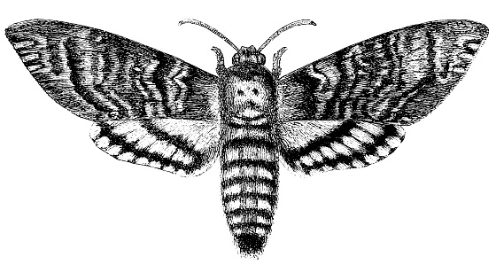 Illustration of a Acherontia atropos (Death's-head Hawk moth)