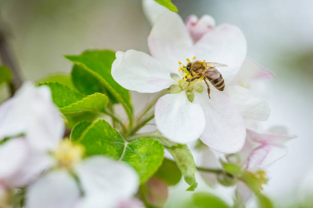 istock Bee collecting pollen on apple tree blossoming flower at spring. Apple tree bloom 1142213587