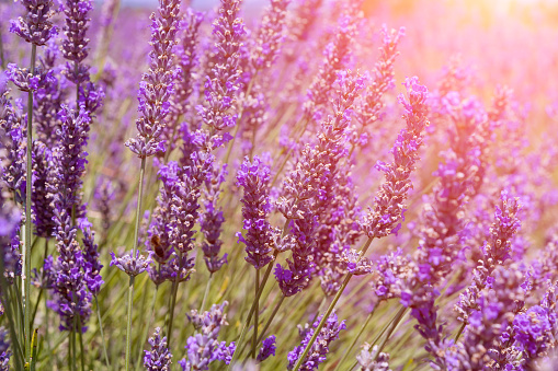 Lavender - Plant, Flower, Healthy Lifestyle, Medicine, Lavender Color