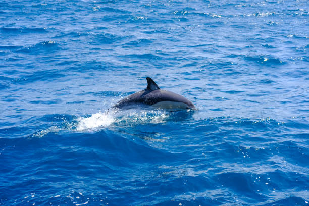 istock Dolphin,Auckland,Newzealand 1142214331