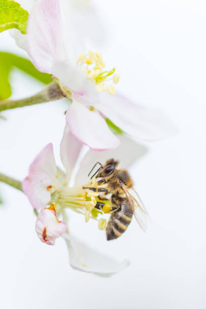 istock Bee collecting pollen on apple tree blossoming flower at spring. Apple tree bloom 1142214392