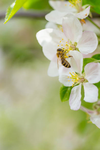 istock Bee collecting pollen on apple tree blossoming flower at spring. Apple tree bloom 1142214513