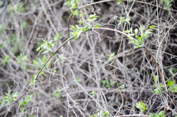 Fresh young leaves in macro. Thin branches of vines in a continuous layer.