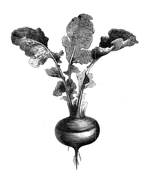 ilustrações, clipart, desenhos animados e ícones de ilustração antiga da enciclopédia da agricultura, planta: rapa do brassica (nabo) - turnip