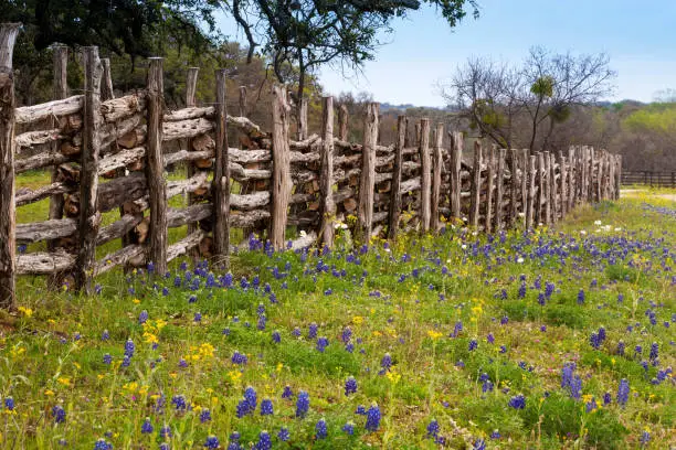 Photo of Flowers in Hill Country on Willow City Loop Road, Texas