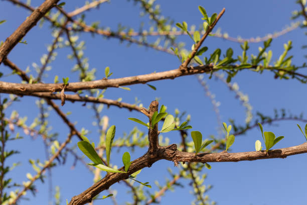 istock Young leaves of Calabash Tree. 1142220636