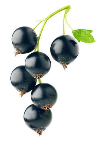 Isolated berries. Fresh black currants hanging on a branch isolated on white background with clipping path