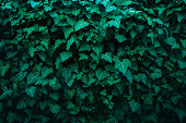 Ivy background