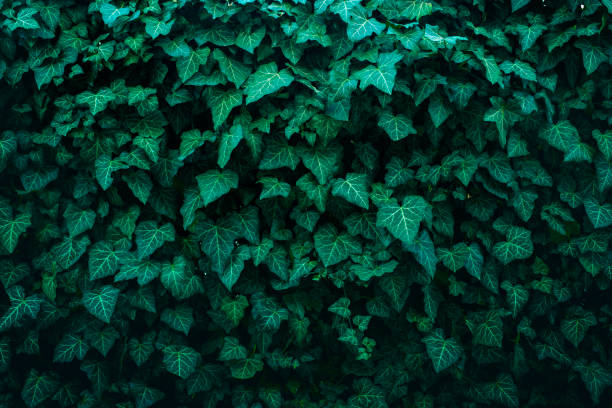Ivy background stock photo