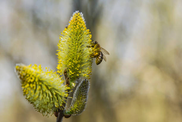 Blooming willow tree with bee.