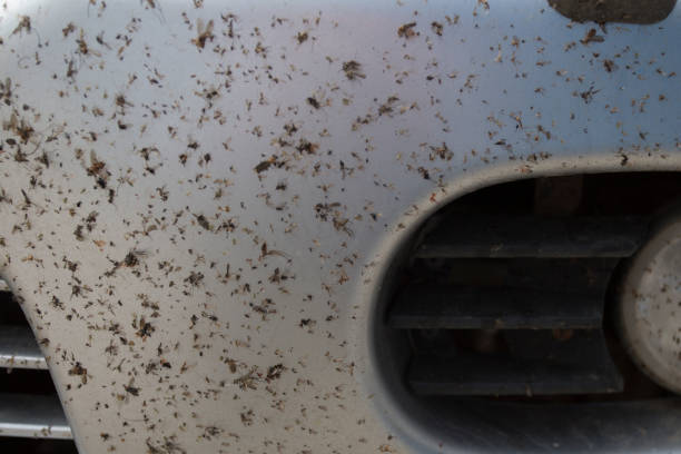 insects on the bumper car
