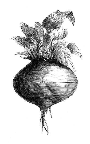 Antique illustration from agriculture encyclopedia, plant: Beta vulgaris (beet) Antique illustration from agriculture encyclopedia, plant: Beta vulgaris (beet) common beet stock illustrations