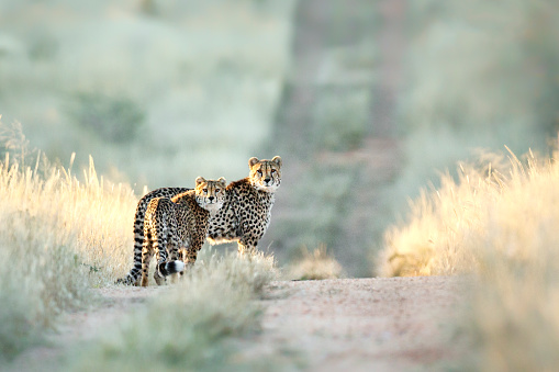 Pair of Cheetahs hunting on savannah in Kenya