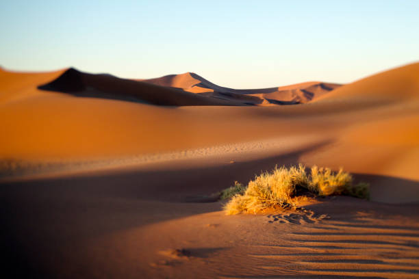 istock Red sand dunes of Sossusvlei, Namibia. 1142225328