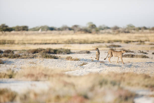 Two cheetah walk through Etosha National Park, Namibia. stock photo