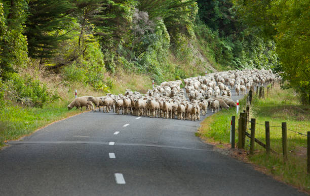 istock merino sheep New Zealand 1142226582