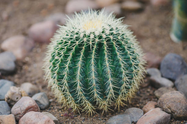 istock Big round green cactus in stony ground 1142227598