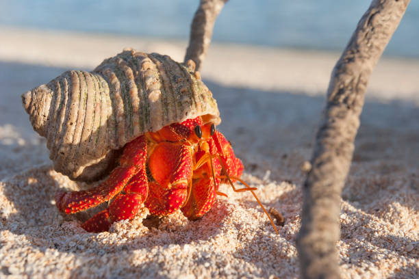 Hermit crab Hermit crab, so called coconut crab, carrying her new house at the beach of Makemo atoll, Tuamotus archipelago, French Polynesia,France coconut crab stock pictures, royalty-free photos & images