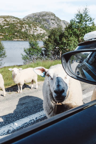 Sheep walking on the road near lake in South Norway