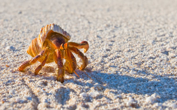 Hermit crab Hermit crab, so called coconut crab, carrying her new house at the beach of Makemo atoll, Tuamotus archipelago, French Polynesia,France coconut crab stock pictures, royalty-free photos & images