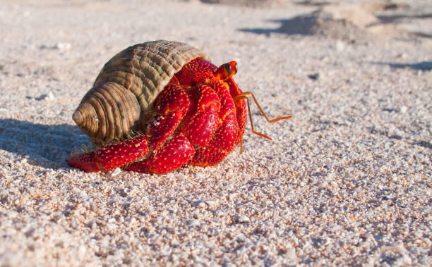 Hermit crab Hermit crab, so called coconut crab, carrying her new house at the beach of Makemo atoll, Tuamotus archipelago, French Polynesia,France coconut crab stock pictures, royalty-free photos & images