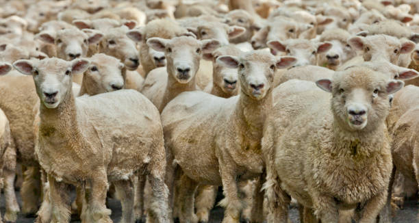 istock merino sheep New Zealand 1142228659