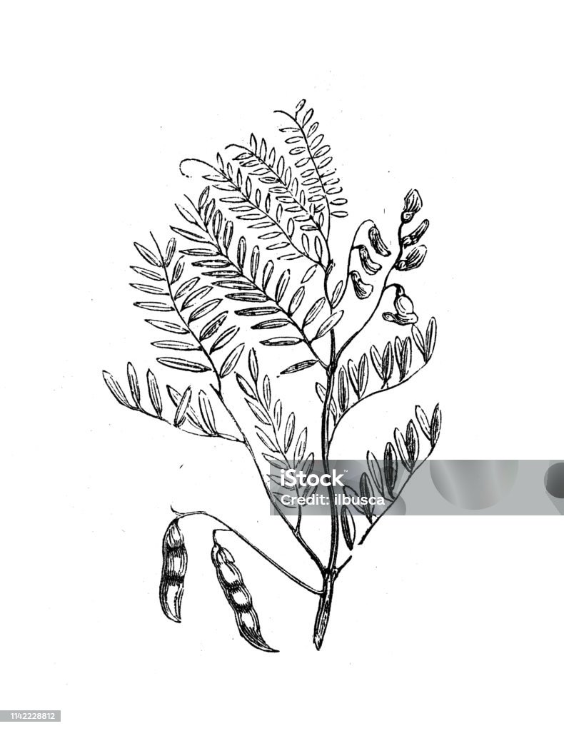 Antique illustration from agriculture encyclopedia, plant: Vicia ervilia, ervil, bitter vetch 19th Century stock illustration