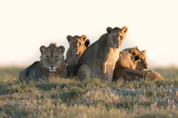 orgoglio leone all'alba - erongo foto e immagini stock