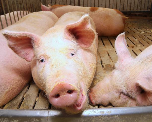 istock muzzle of a fat pink pig in the sty 1142231994