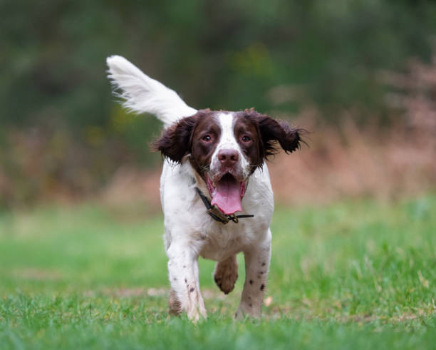 istock Springer Spaniel looking at camera with tongue hanging out 1142233104