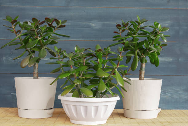 istock Succulent houseplant Crassula ovata in a pot on rustic background 1142233983