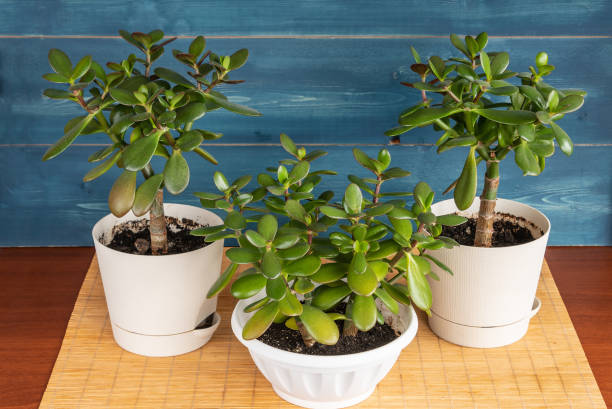 istock Succulent houseplant Crassula ovata in a pot on rustic background 1142233987