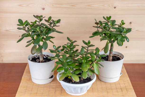 istock Succulent houseplant Crassula ovata in a pot on rustic background 1142233989