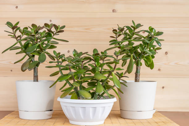 istock Succulent houseplant Crassula ovata in a pot on rustic background 1142233997