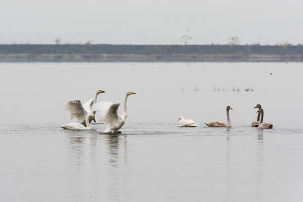 istock The white swan swimming 1142234600