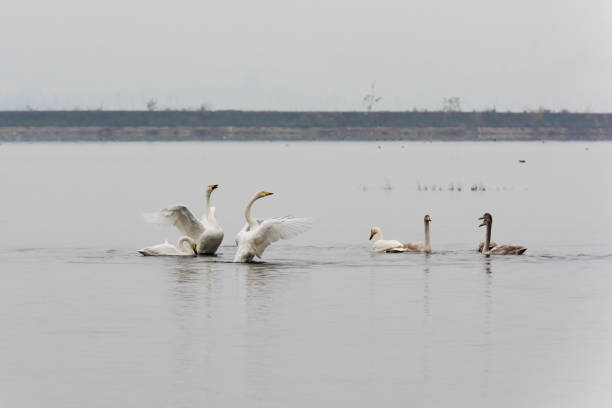 istock The white swan swimming 1142235565