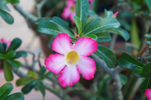 istock Adenium obesum or sabi star plant 1142235737