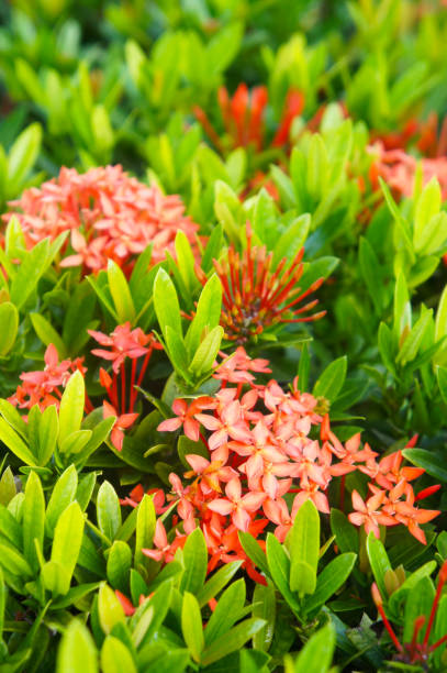 istock Ixora coccinea jungle geranium green leaves with red flowers 1142235760