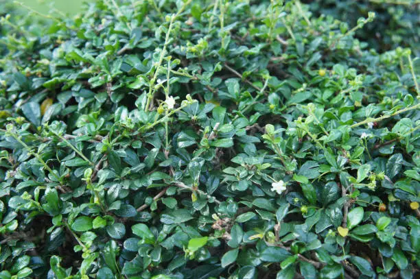 Photo of Cotoneaster dammeri green plant background