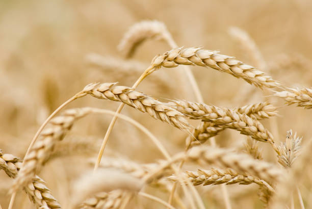 istock image of field with wheat close-up 1142236036