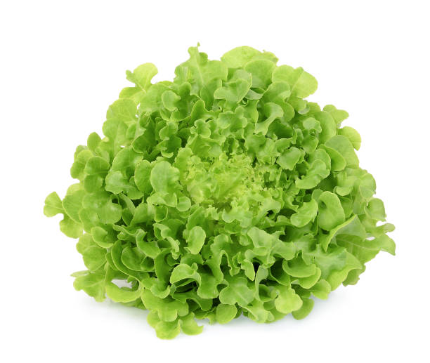 istock fresh green oak lettuce isolated on white background 1142236081